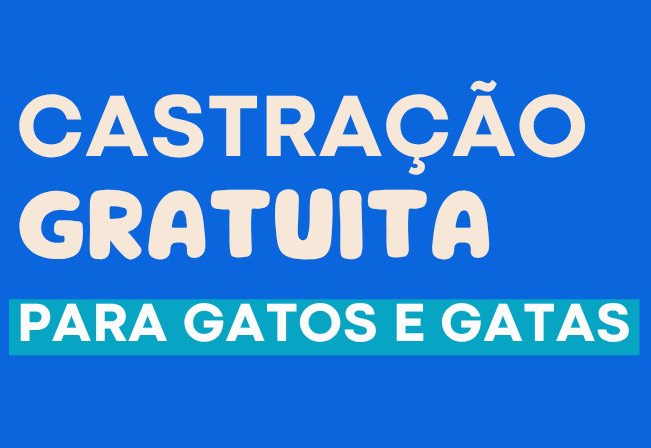 Castração de gatos já pode ser agendada online